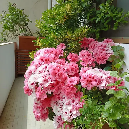 La Casa Dei Fiori Apartamento Florença Exterior foto